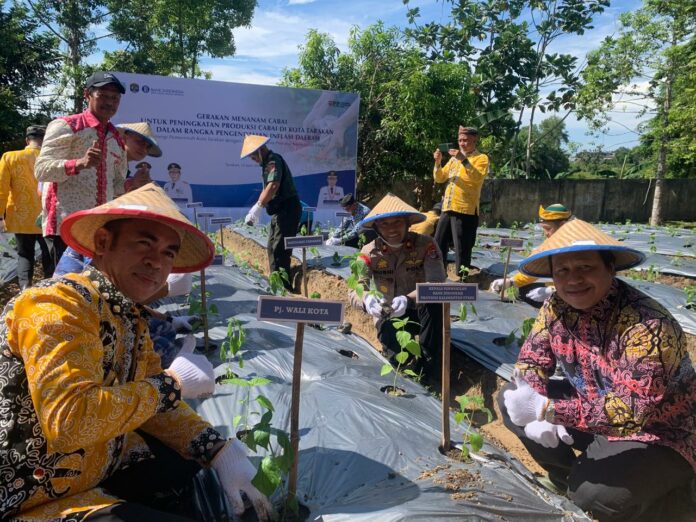 Warga Tarakan Diminta Tanam Cabai Upaya Tekan Inflasi