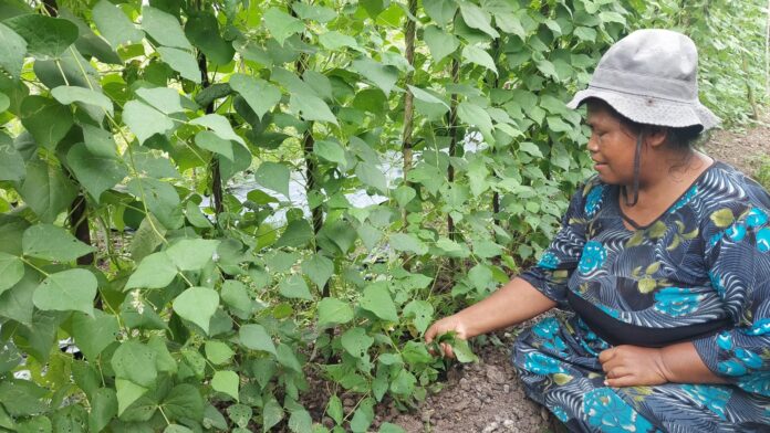 Sempat Lumpuh, Sektor Pertanian di Tanjung Buka Kembali Menggeliat