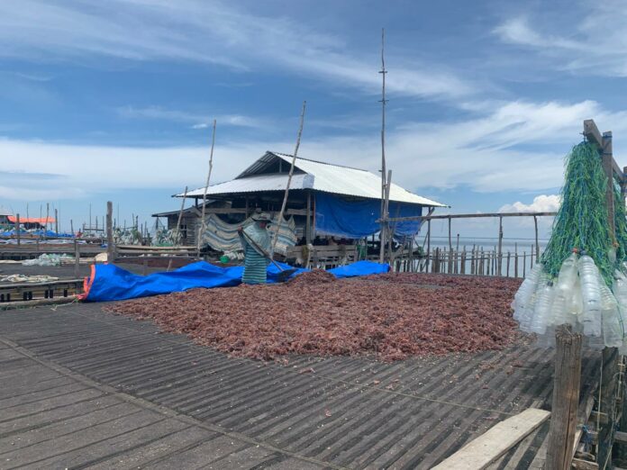 Harga Rumput Laut Anjlok, Begini Tanggapan Dinas Perikanan dan Kelautan Tarakan