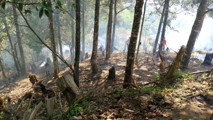 Belasan Hektar Lahan dan Hutan Terbakar di Tarakan Sepanjang September 2024