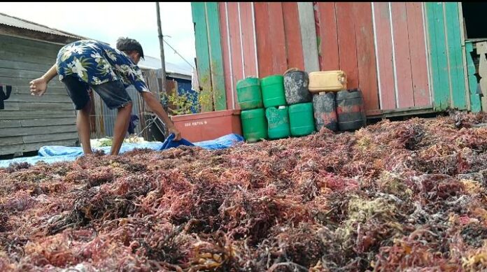 Harga Rumput Laut Anjlok, Dinas Perikanan Tak Bisa Diintervensi