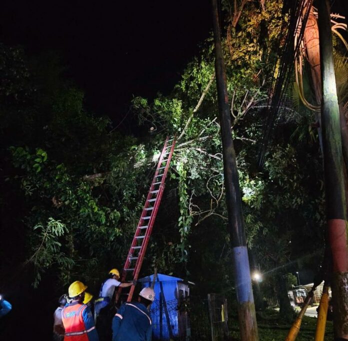 Pohon Tumbang Jadi Penyebab Listrik Padam di Tarakan