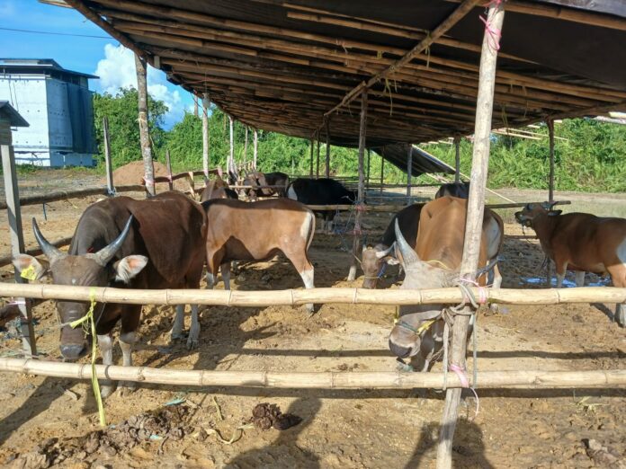 Populasi Sapi Rendah, Pemerintah Dorong Partisipasi Masyarakat