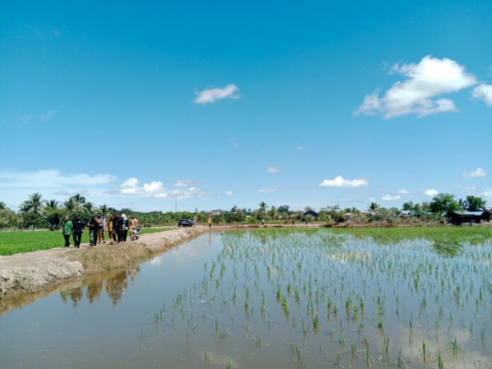 Dukung Ketahanan Pangan, Pemkab Siapkan 4,6 Ribu Hektare untuk Pertanian