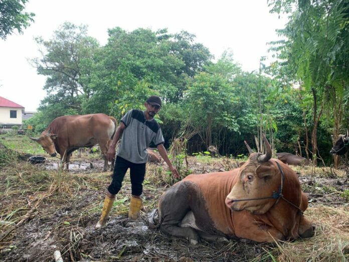 Jelang Iduladha, Pasokan Ternak di Tarakan Masih Jauh dari Target