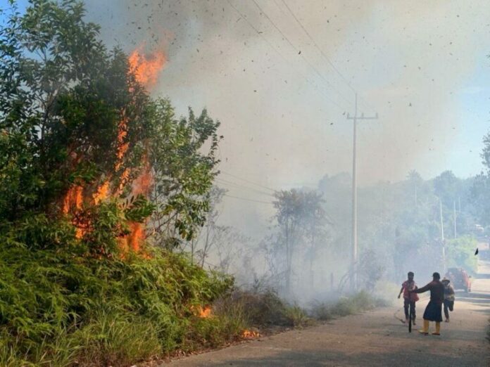 Kebakaran Hutan di Tarakan Turun Drastis
