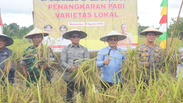 Kerja Nyata di Sektor Pangan, Pemprov Kaltara Gelar Panen Perdana Padi Varietas